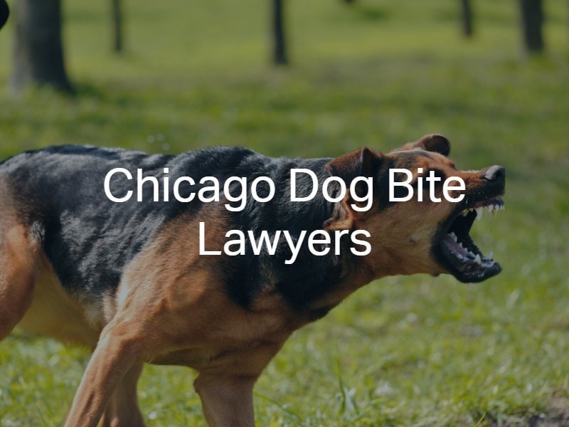 Chicado Dog Bite Lawyer